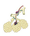 This is an illustration showing some alveoli that are found in the lungs.