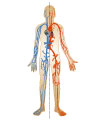 This is an illustration showing the main arteries and veins of the circulatory system.