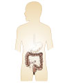 This is an illustration showing the lower digestive system.