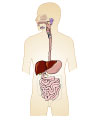 This is an illustration showing the upper digestive system.