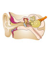 This is an illustration showing the structures of the ear.