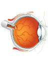 This is an illustration showing a cross section of the eye.