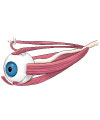 This is an illustration showing the muscles of the eye.