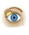 This is an illustration showing the outer eye.