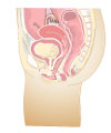 This is an illustration showing the female reproductive organs.