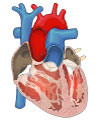 This is an illustration showing the inside of the heart.