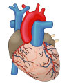 This is an illustration showing the coronary arteries leading into the heart.