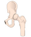 This is an illustration showing the hip joint, with the parts labelled.