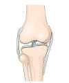 This is an illustration showing the knee joint, with the parts labelled.