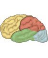 This is an illustration showing the cerebrum.