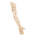 This is an illustration showing some ly mph vessels and nodes in the arm.