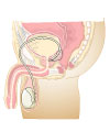 This is an illustration showing the male reproductive organs.