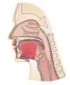 This is an illustration showing the structures of the mouth.