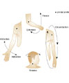 This is an illustration showing flexion, extension, circumduction, rotation, abduction and adduction. These are the types of movement that the body can make.