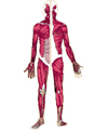 This is an illustration showing the muscles of the body, with all muscles labelled.