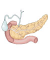 This is an illustration showing the pancreas.