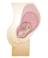 This is an illustration showing the structures found in a pregnant woman.