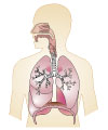 This is an illustration showing the respiratory system.