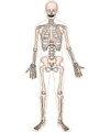 This is an illustration showing the skeleton, with all bones labelled.