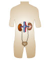 This is an illustration showing the urinary system.