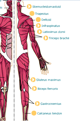 hipjoint