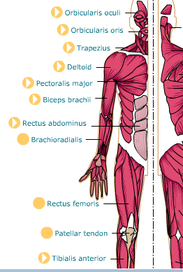 hipjoint