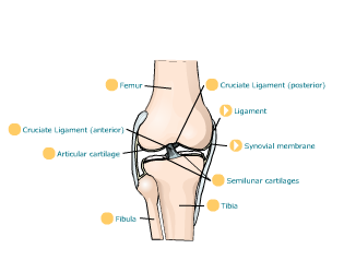 hipjoint