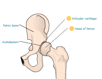 hipjoint